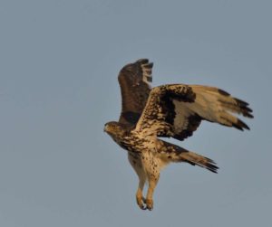 African Hawk Eagle - Nietverdient