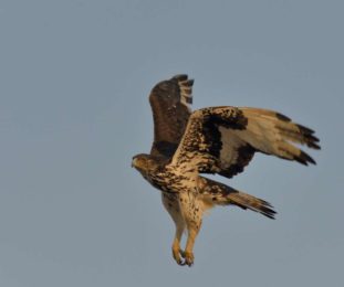 African Hawk Eagle - Nietverdient
