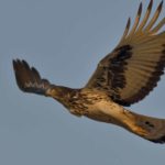 African Hawk Eagle - Nietverdient 3
