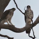 African Hawk Eagles - Chobe