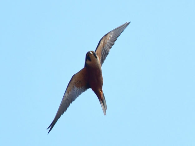 African Hobby - Panda Mozambique