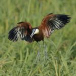 African Jacana - Chobe