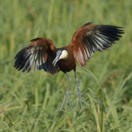 African Jacana - Chobe