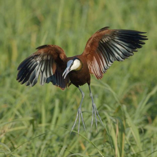 African Jacana - Chobe
