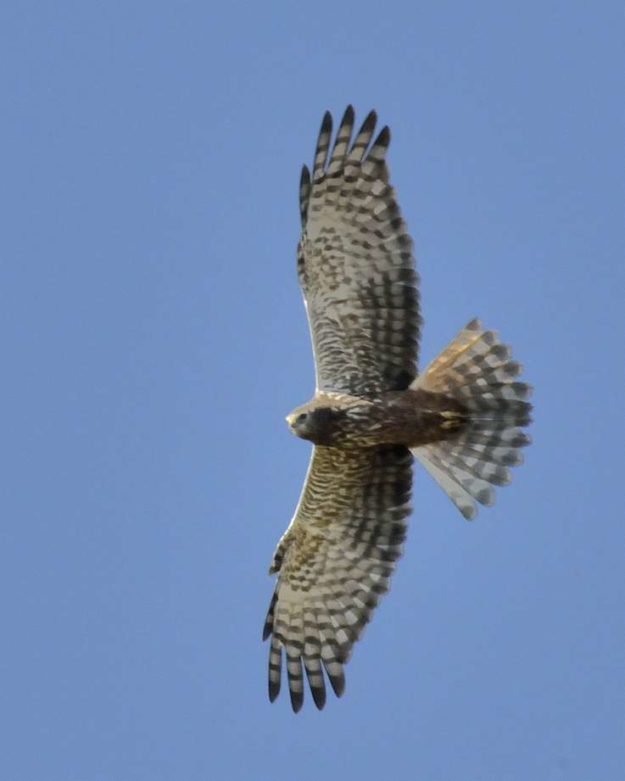 African Marsh Harrier - Ntsekeni