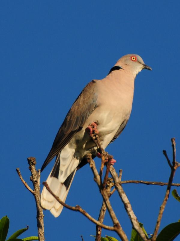African Mourning Dove - Xinervane