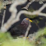 African Olive Pigeon - Heidelberg