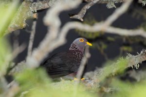 African Olive Pigeon - Heidelberg