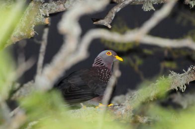 African Olive Pigeon - Heidelberg