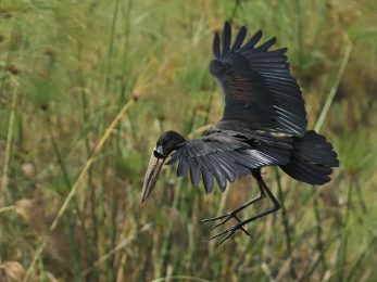 African Openbill Stork - Chobe
