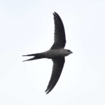 African Palm Swift - Kunene river
