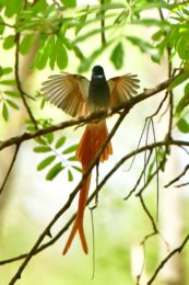 African Paradise Flycatcher - Mbuluzi
