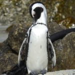 African Penguin - Boulders