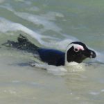 African Penguin - Boulders 2
