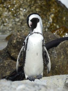 African Penguin - Boulders