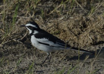 African Pied Wagtail - Chobe