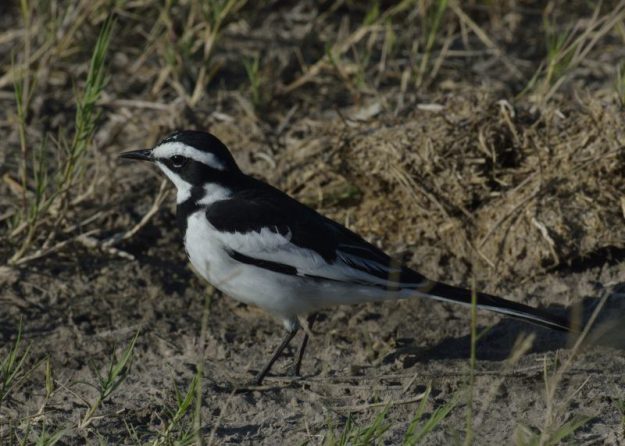 African Pied Wagtail - Chobe