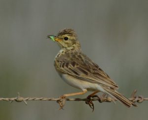 African Pipit - Heidelberg