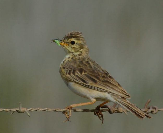 African Pipit - Heidelberg
