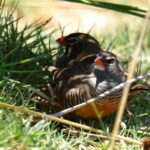 African Quailfinch - Barberspan