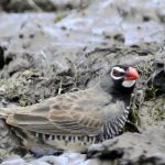 African Quailfinch - Mafikeng
