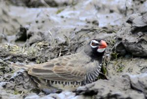 African Quailfinch - Mafikeng