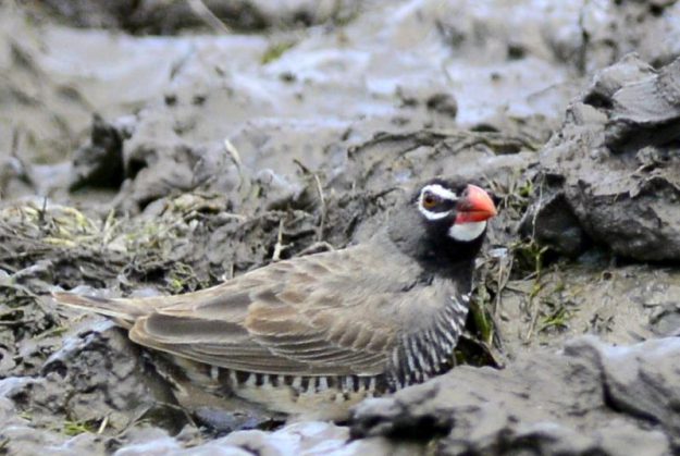 African Quailfinch - Mafikeng