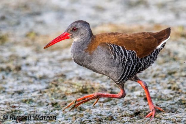 African Rail - Stanger