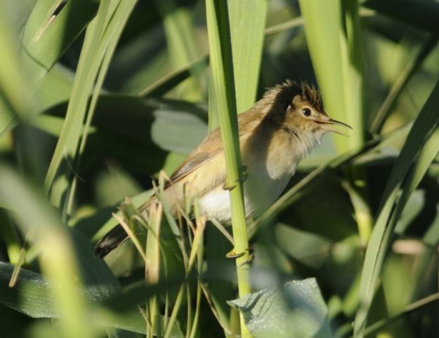 African Reed Warbler - Barberspan