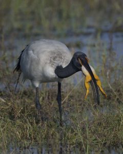 African Sacred Ibis - Chobe