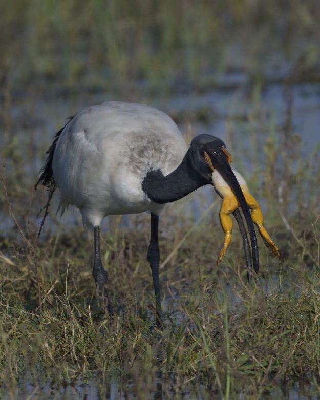 African Sacred Ibis - Chobe
