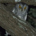 African Scops Owl - Chobe