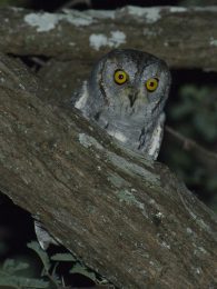 African Scops Owl - Chobe