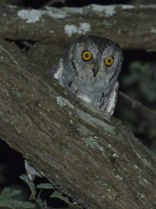 African Scops Owl - Chobe