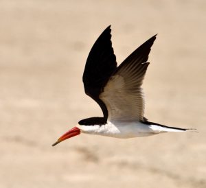 African Skimmer - Kalizo