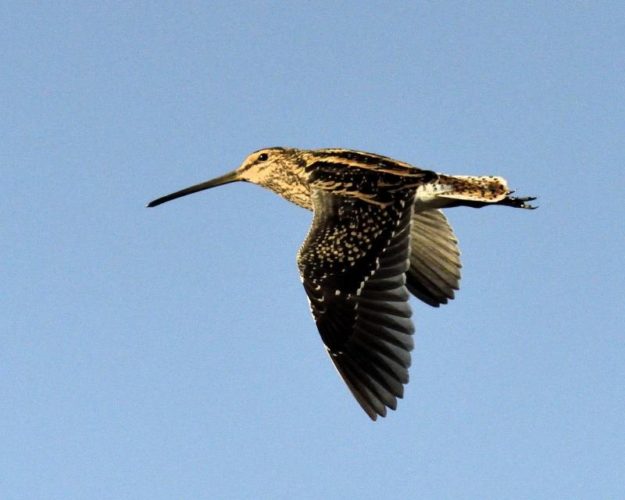 African Snipe - Ntsekeni