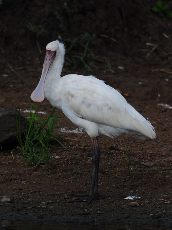 African Spoonbill - Phinda