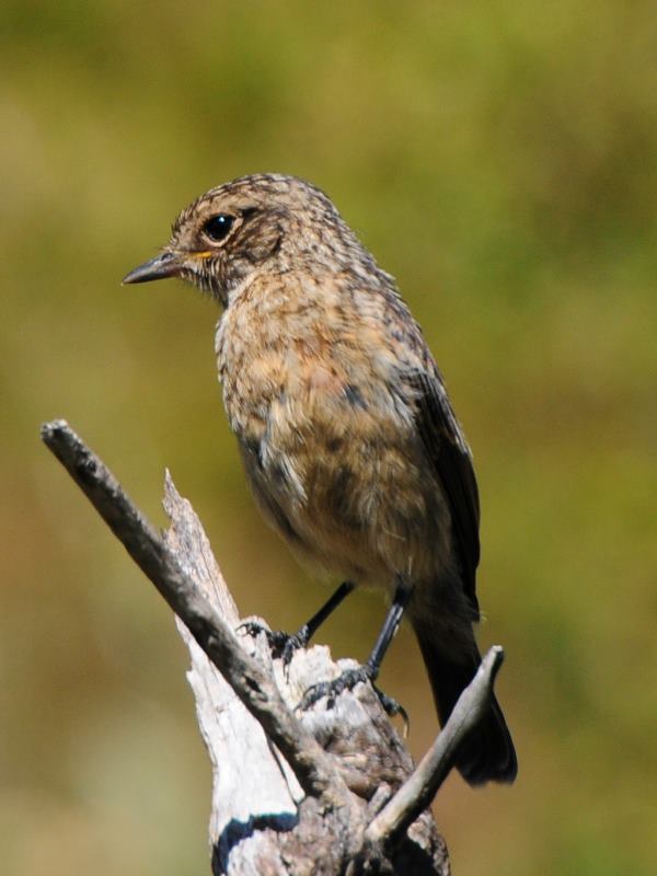 African Stonechat - Heidelberg