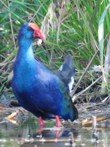 African Swamphen - Marievale