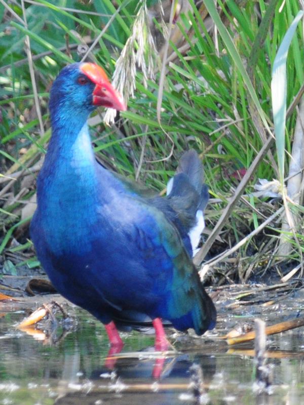 African Swamphen - Marievale