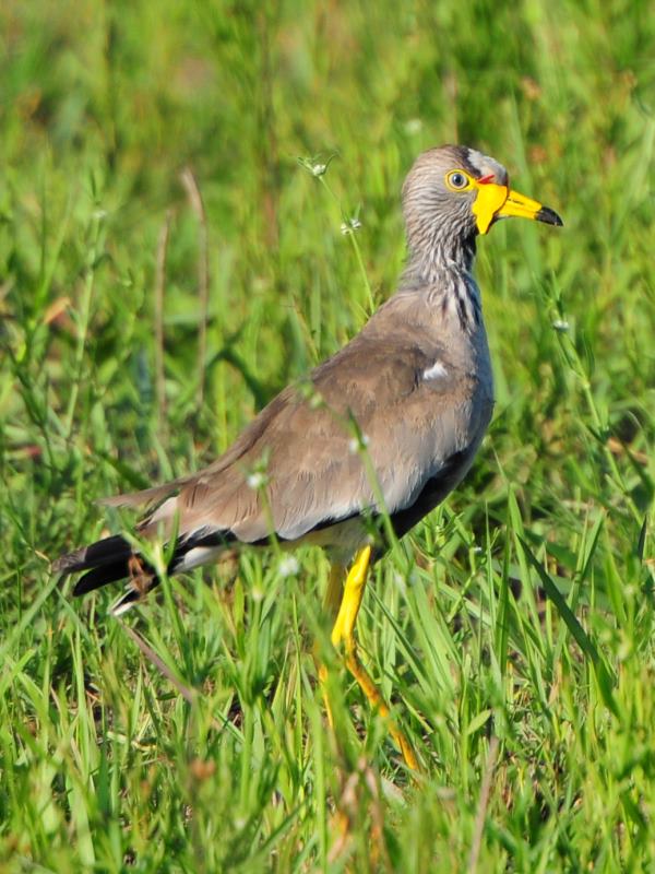 African Wattled Lapwing - Phinda