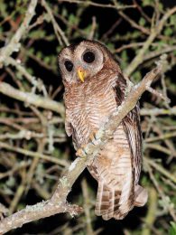 African Wood Owl - Ndumo