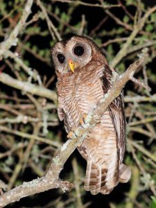 African Wood Owl - Ndumo