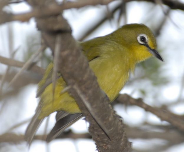 African Yellow White eye