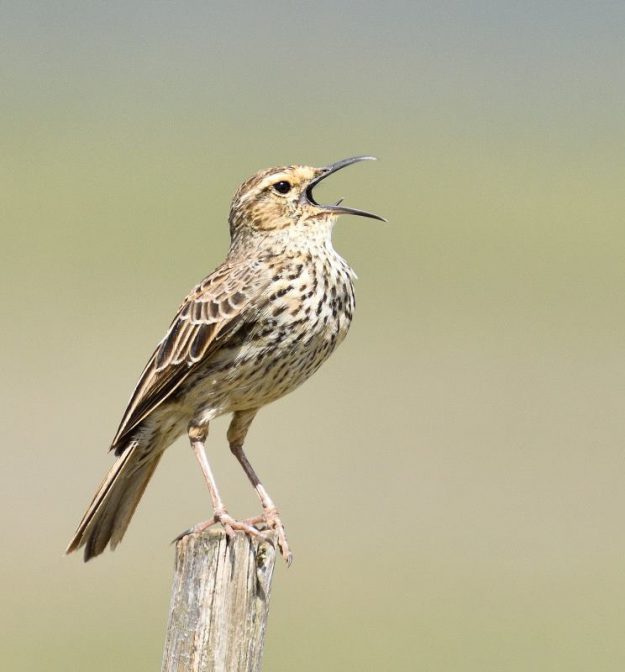 Agulhas Long Billed Lark - Vermaaklikheid