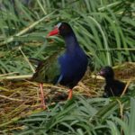 Allans Gallinule 2 - Chobe