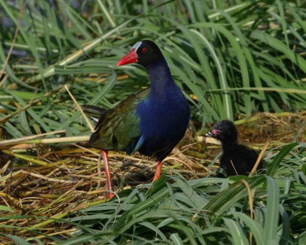 Allan's Gallinule - Chobe
