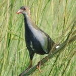 Allens Gallinule Juvenile - Chobe