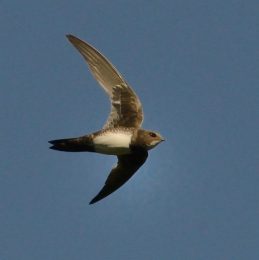 Alpine Swift - Heidelberg