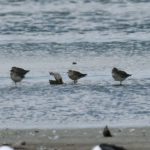 American Golden Plover - Strandfontein